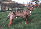 Rudy_catahoula.jpg (88094 octets)