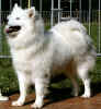 SamoyedePearlC13.jpg (41338 octets)